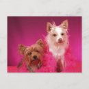 Pesquisar por yorkies cartoes postais Fofofo
