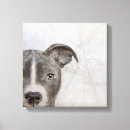Pesquisar por pintura dos pitbulls Cão