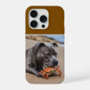 Pesquisar por staffy Staffordshire bull terrier