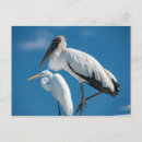 Pesquisar por stork cartoes postais Observação de aves