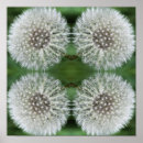 Pesquisar por dandelion pôsteres pósteres Mães