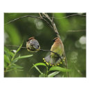 Pesquisar por cedro Bombycilla cedrorum