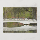 Pesquisar por azáleas brancas cartoes postais Primavera