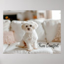 Pesquisar por meu maltês pôsteres pósteres Para todos