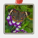 Pesquisar por andorinhas ornamentos Azul