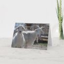 Pesquisar por cabra velha cartoes Fofo