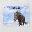 Pesquisar por indianos cartoes postais Animal