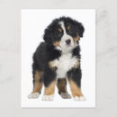 Pesquisar por montanhês cartoes Cão montanhês bernês