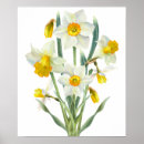 Pesquisar por daffodil pôsteres pósteres Aquarela