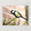 Pesquisar por passarinho bonito cartoes postais Qualquer pessoa