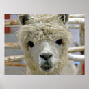 Pesquisar por alpacas pósteres Bonito