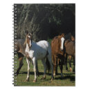 Pesquisar por cavalo do mustang cadernos de notas Foto