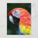 Pesquisar por papagaio bonito cartoes postais Arara