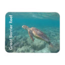 Pesquisar por recife imas Tartaruga