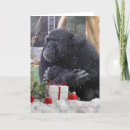 Pesquisar por amimals Natal