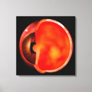 Pesquisar por médico impressão de canvas Anatomia