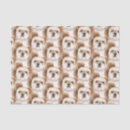 Pesquisar por shihtzu Fofo