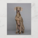 Pesquisar por weimaraner cartoes postais Vertical