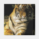 Pesquisar por zoo imas Tigre