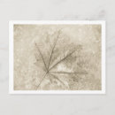 Pesquisar por veia cartoes postais Natureza