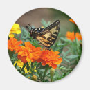Pesquisar por andorinhas imas Flores
