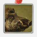 Pesquisar por javali ornamentos Porco