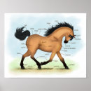 Pesquisar por anatomy pôsteres pósteres Horse