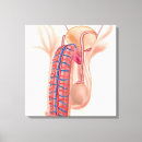 Pesquisar por sistema urinário pôsteres pósteres Órgãos sexuais