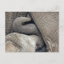 Pesquisar por elefante bebê cartoes postais Elefante para bebês