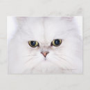 Pesquisar por gato persa branco cartoes postais Felino