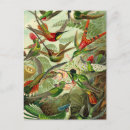 Pesquisar por ernst haeckel cartoes postais Aves