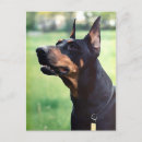 Pesquisar por doberman preto cartoes postais Dobermann
