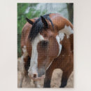 Pesquisar por mustang americano Equino