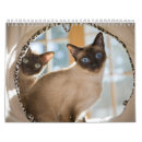 Pesquisar por gato siamese calendarios Animais de estimação