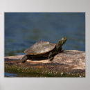 Pesquisar por ecossistemas pósteres Água