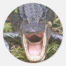 Pesquisar por de steve adesivos Americano