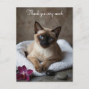 Pesquisar por gato siames cartoes Obrigado