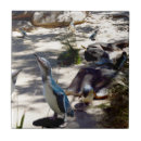 Pesquisar por pinguim azulejos Pássaro