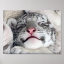 Pesquisar por tigre do tigre pôsteres pósteres Gatinho