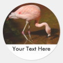 Pesquisar por chileno adesivos Flamingo