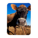 Pesquisar por curiosidades imas Animal