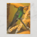 Pesquisar por hummingbird cartoes postais Fotografia da natureza