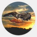 Pesquisar por falcão adesivos Raptor