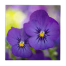 Pesquisar por do amor perfeito azulejos Pansies