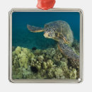 Pesquisar por mydas Invertebrado