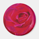 Pesquisar por pétalas cor de rosa imas Aumentou