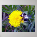 Pesquisar por bumble a abelha fotografia Abelhas