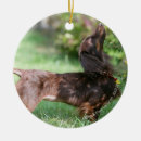 Pesquisar por cheiro ornamentos Cão