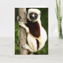 Pesquisar por lemur de madagascar cartoes convites Floresta