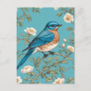 Pesquisar por bluebird cartoes postais Elegante